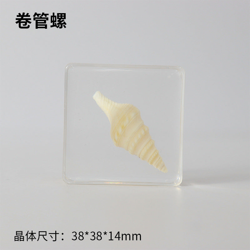 Wholesale Ocean Starfish Crab Shell Specimen Resin Ornaments