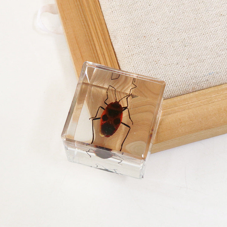 Wholesale 6pcs 4cm Cube Insect Resin HD Transparent Resin Ornaments