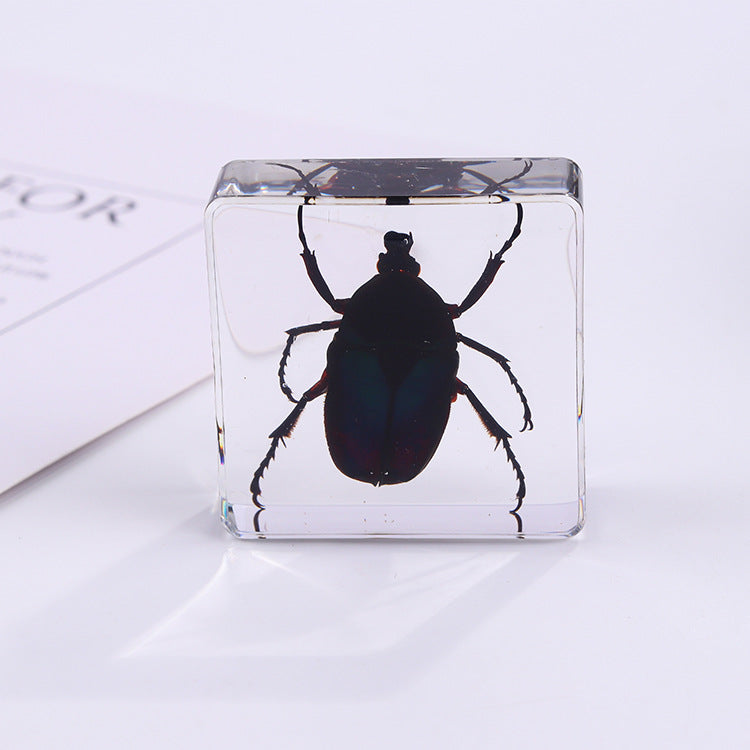 Wholesale 6pcs Square Resin Insect Animal Specimen Amber Craft Ornaments