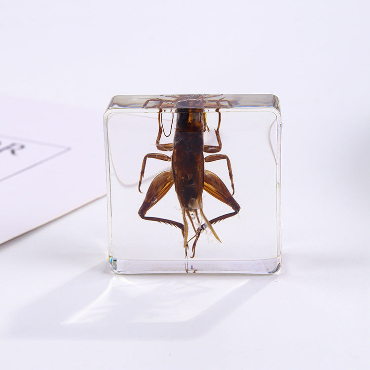 Wholesale 6pcs Square Resin Insect Animal Specimen Amber Craft Ornaments