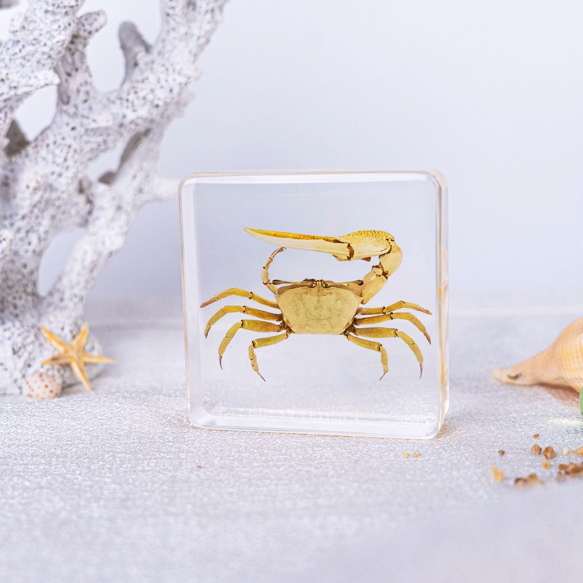 Wholesale Ocean Transparent Drop Glue Real Octopus Shell Specimen Ornaments