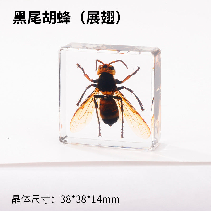 Wholesale Real Insect Specimen Resin Crafts Small Ornaments