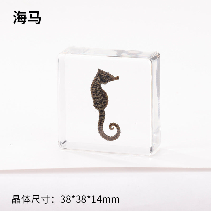 Wholesale Ocean Starfish Crab Shell Specimen Resin Ornaments