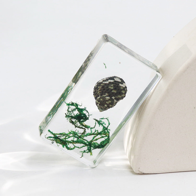 Wholesale 6pcs Real Conch Specimen Crafts Resin Ornaments