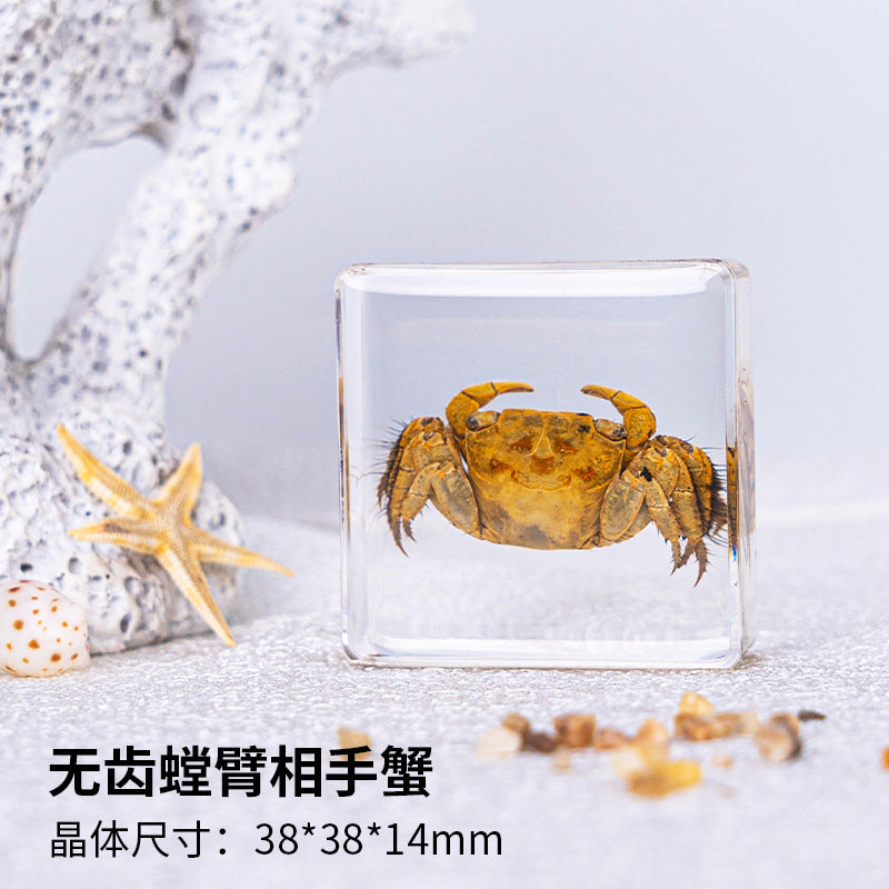 Wholesale Ocean Starfish Crab Shell Specimen Resin Ornaments