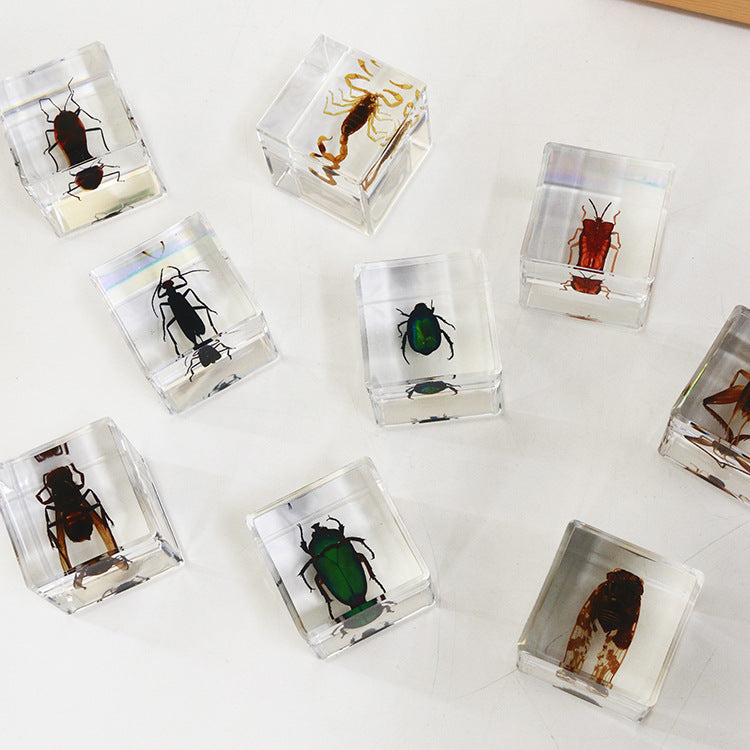 Wholesale 6pcs 4cm Cube Insect Resin HD Transparent Resin Ornaments