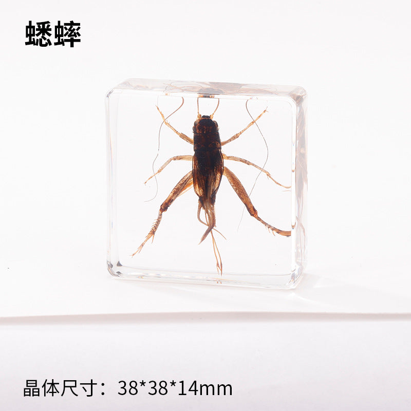 Wholesale Real Insect Specimen Resin Crafts Small Ornaments