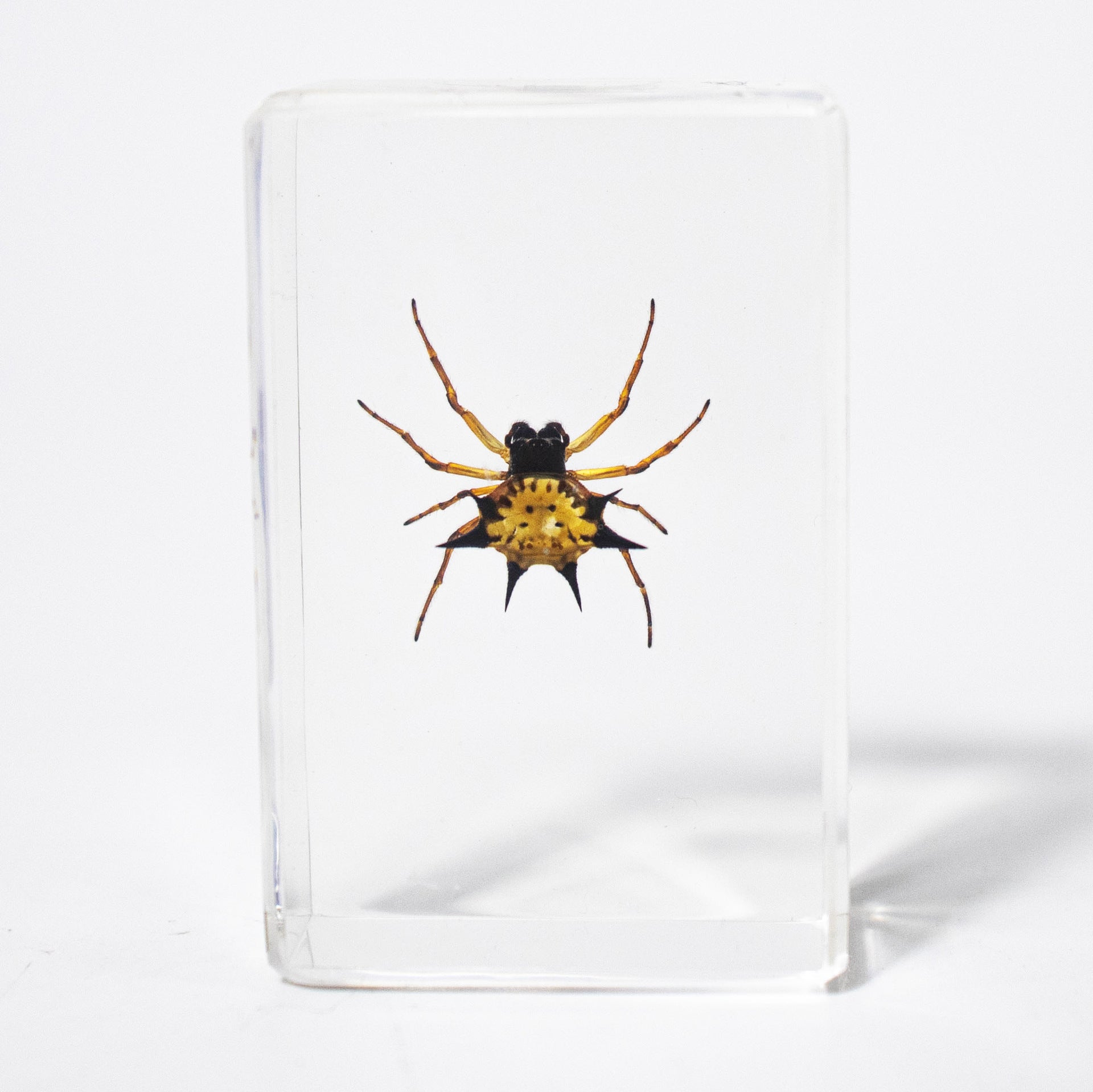 Wholesale Crystal Glue Real Insect Specimen Ornaments