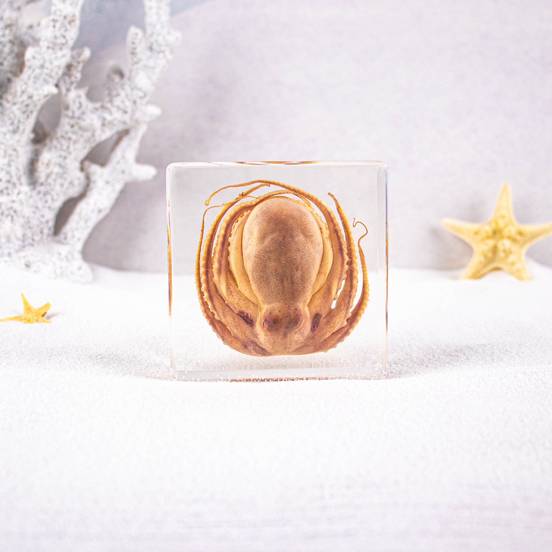 Wholesale Ocean Transparent Drop Glue Real Octopus Shell Specimen Ornaments