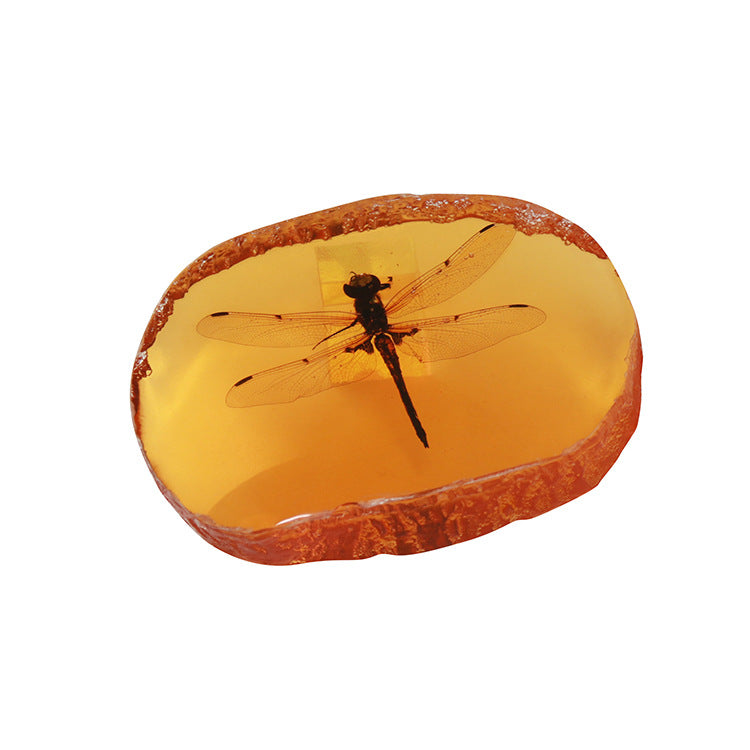 Wholesale 6pcs Resin Amber Wings Dragonfly Rhubarb Scorpion Real Insect Specimen Ornaments