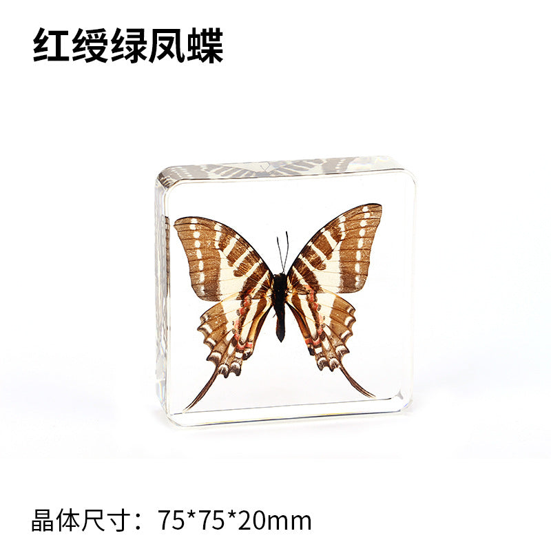 Wholesale Epoxy Butterfly Spreading Wings Resin Specimen