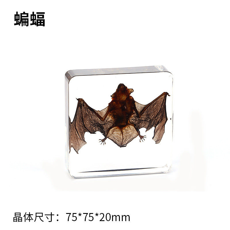 Wholesale Bat Specimen Resin Crafts Ornaments