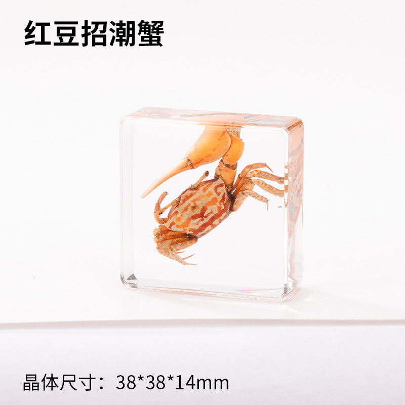 Wholesale Ocean Starfish Crab Shell Specimen Resin Ornaments