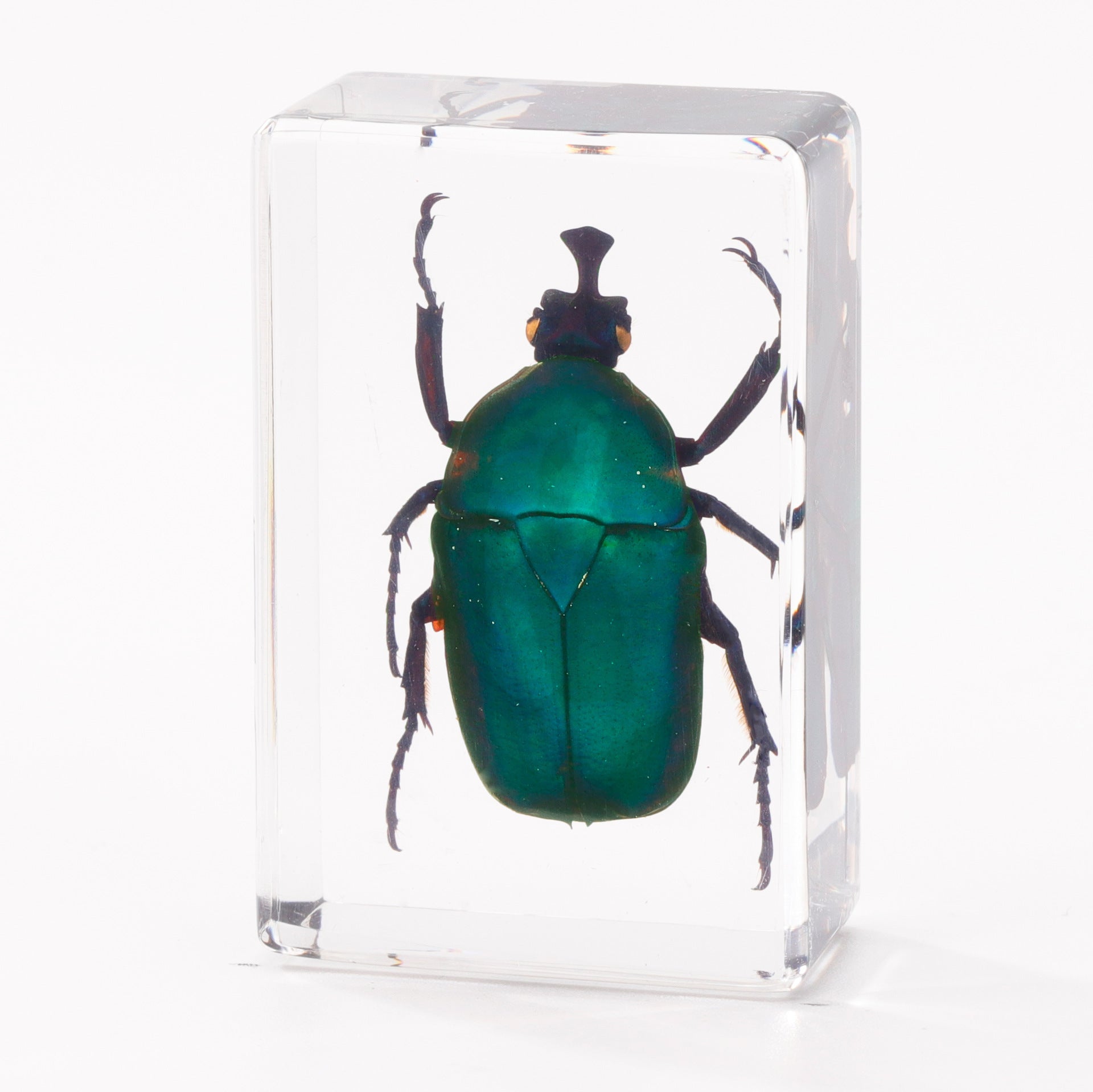 Wholesale Crystal Glue Real Insect Specimen Ornaments