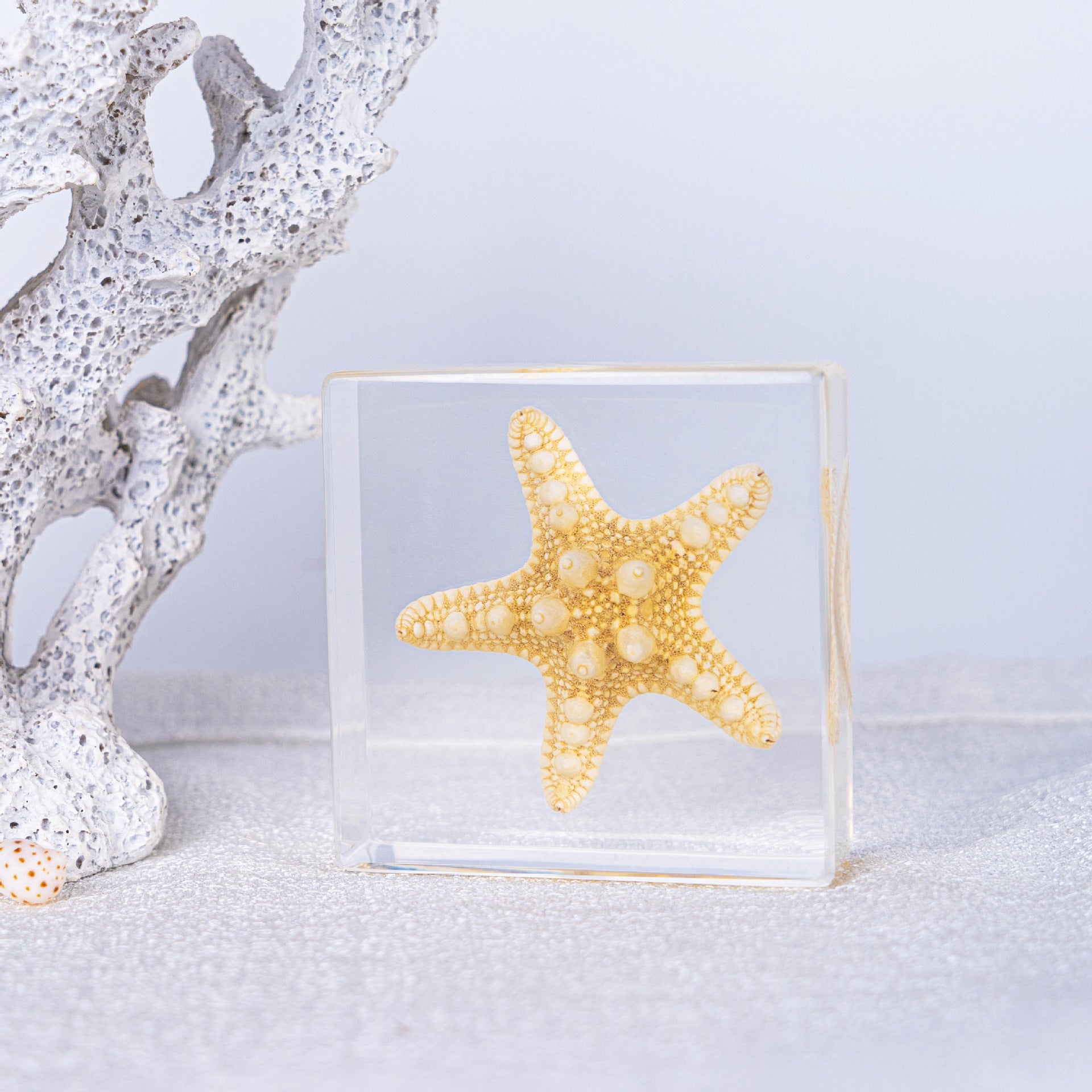 Wholesale Ocean Transparent Drop Glue Real Octopus Shell Specimen Ornaments