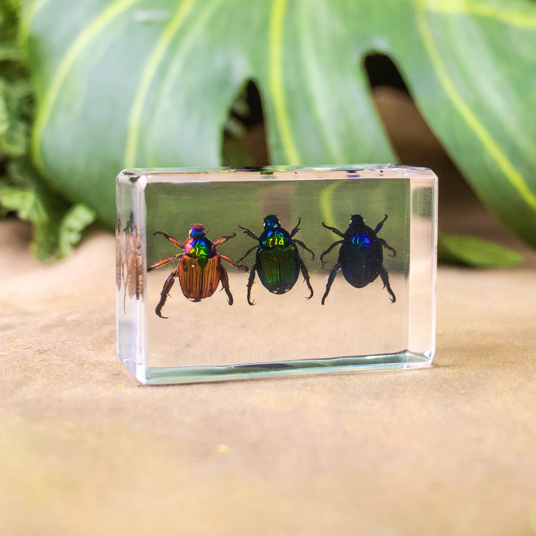 Wholesale Crystal Glue Real Insect Specimen Ornaments