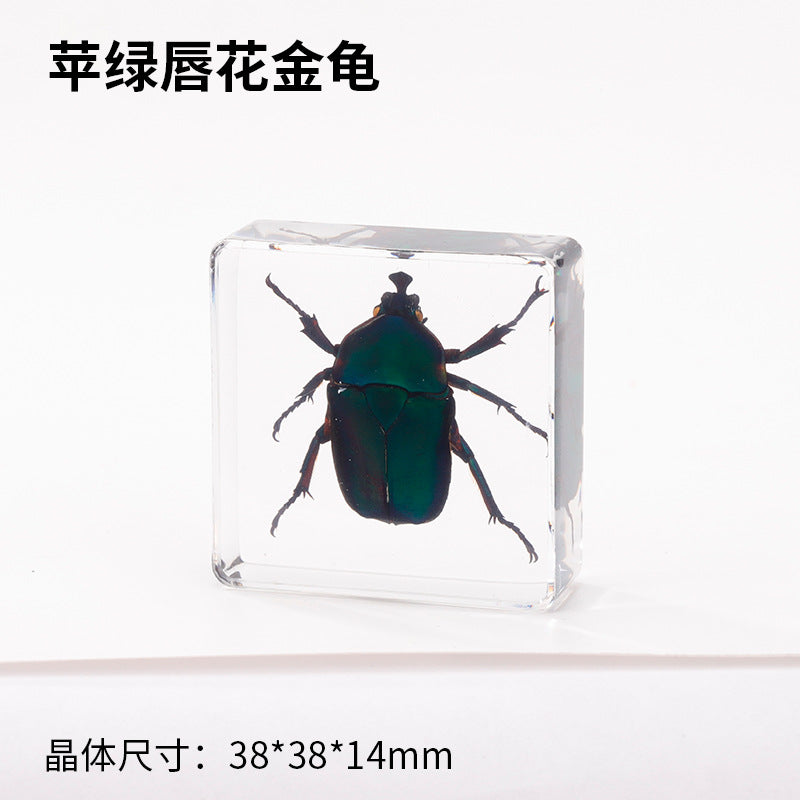 Wholesale Real Insect Specimen Resin Crafts Small Ornaments