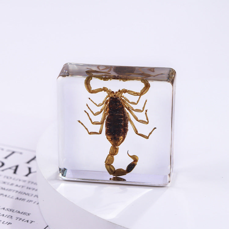 Wholesale 6pcs Square Resin Insect Animal Specimen Amber Craft Ornaments