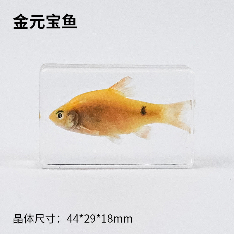 Wholesale Real Marine Fish Resin Specimen Ornaments