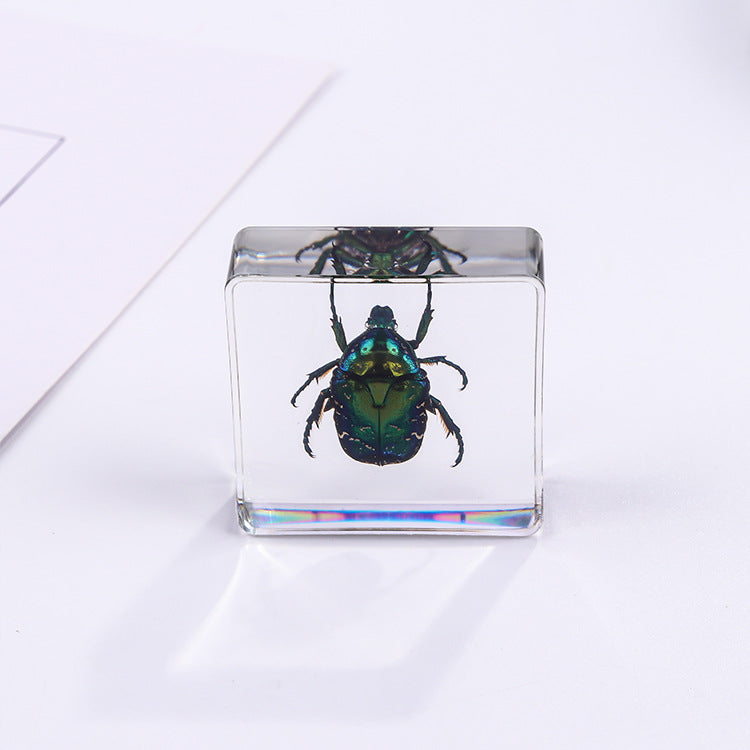 Wholesale 6pcs Square Resin Insect Animal Specimen Amber Craft Ornaments