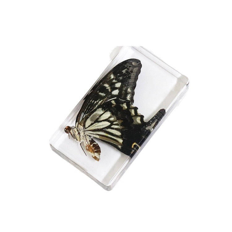 Wholesale 6PCS Citrus Butterfly Rectangular Resin Insect Specimen Ornaments