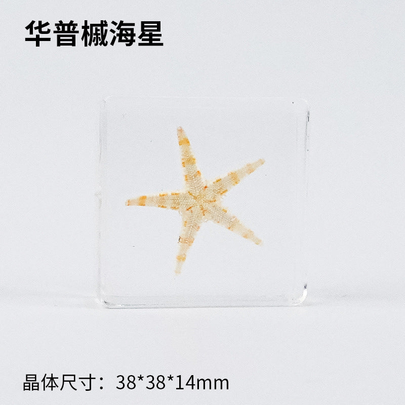 Wholesale Ocean Starfish Crab Shell Specimen Resin Ornaments