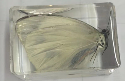 Wholesale 6pcs Handmade Resin Amber Butterfly Specimen