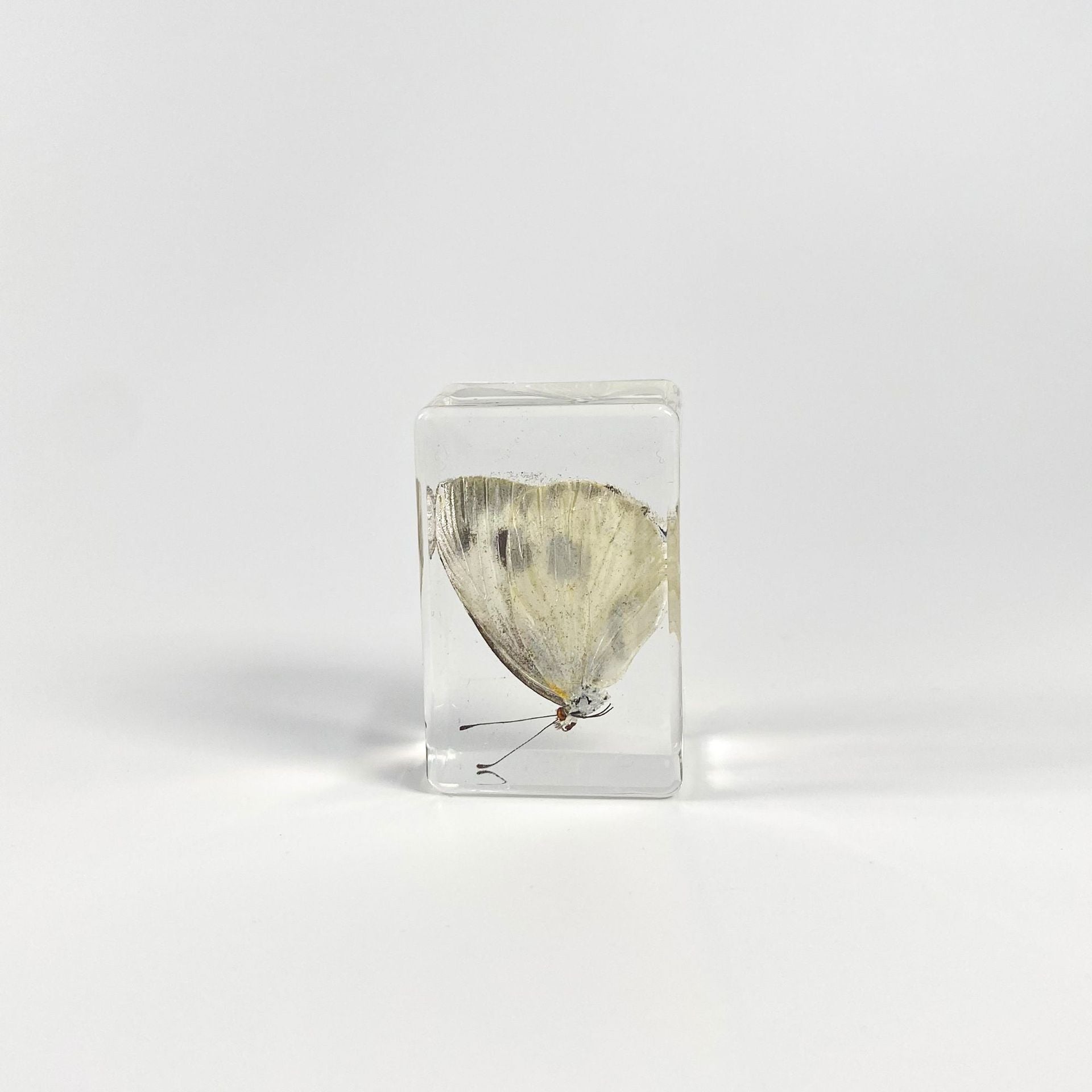 Wholesale 6pcs Handmade Resin Amber Butterfly Specimen