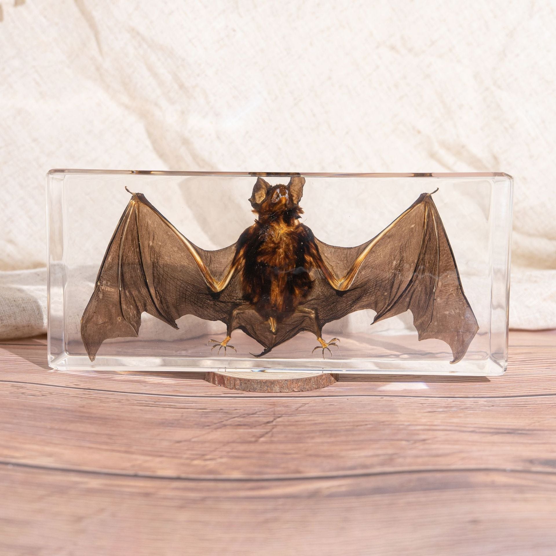 Wholesale Bat Specimen Resin Crafts Ornaments