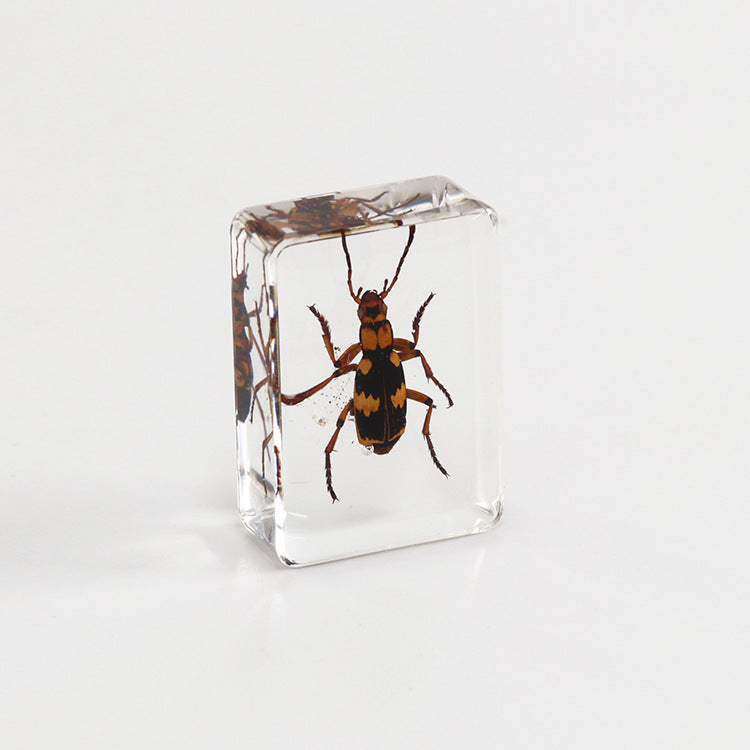 Wholesale 6pcs Small Insect Specimens Real Insect Resin Drip Glue Ornaments
