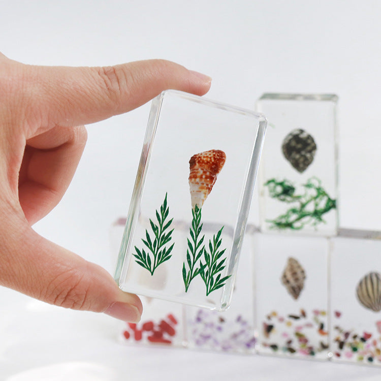 Wholesale 6pcs Real Conch Specimen Crafts Resin Ornaments