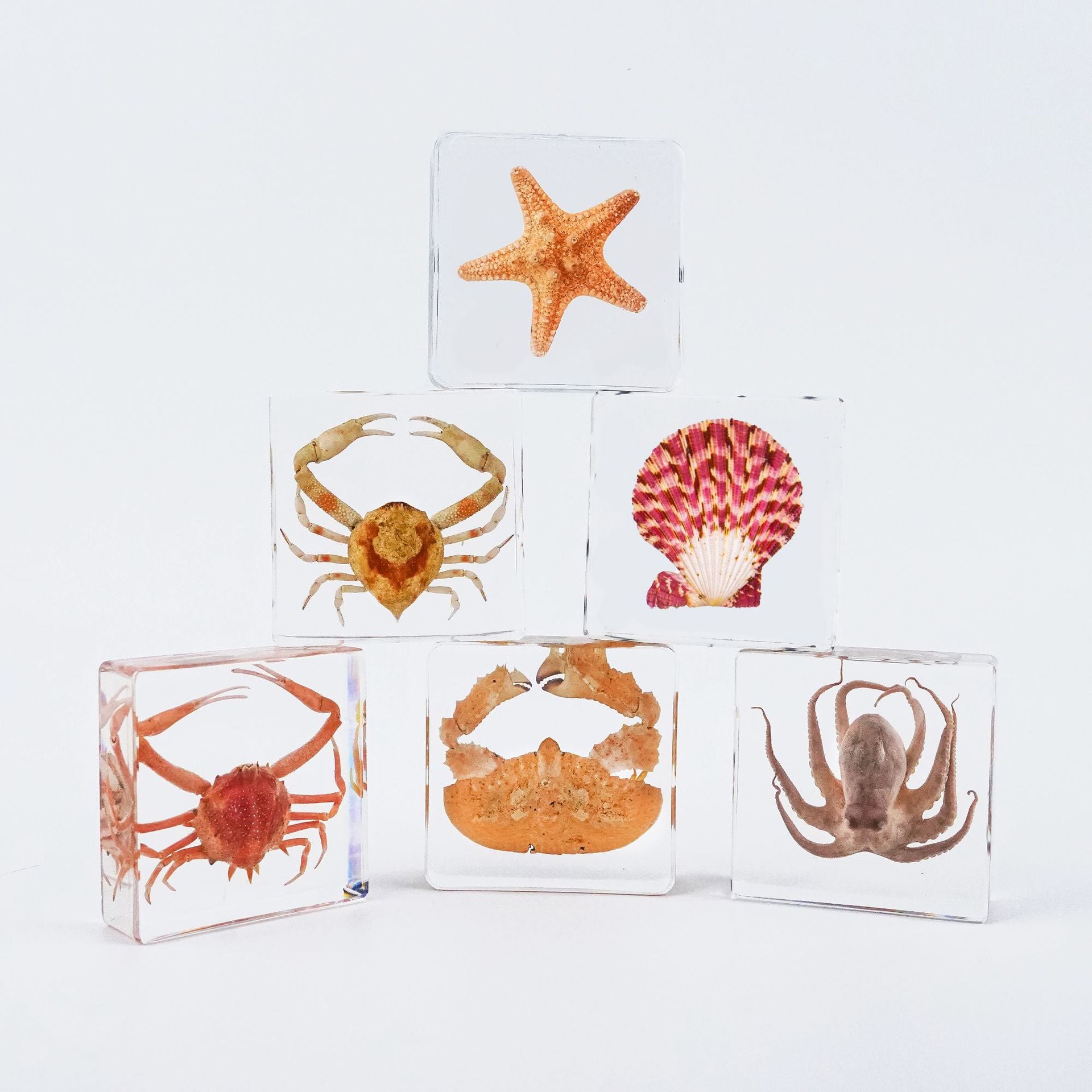 Wholesale Ocean Transparent Drop Glue Real Octopus Shell Specimen Ornaments