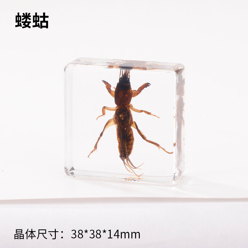Wholesale Real Insect Specimen Resin Crafts Small Ornaments