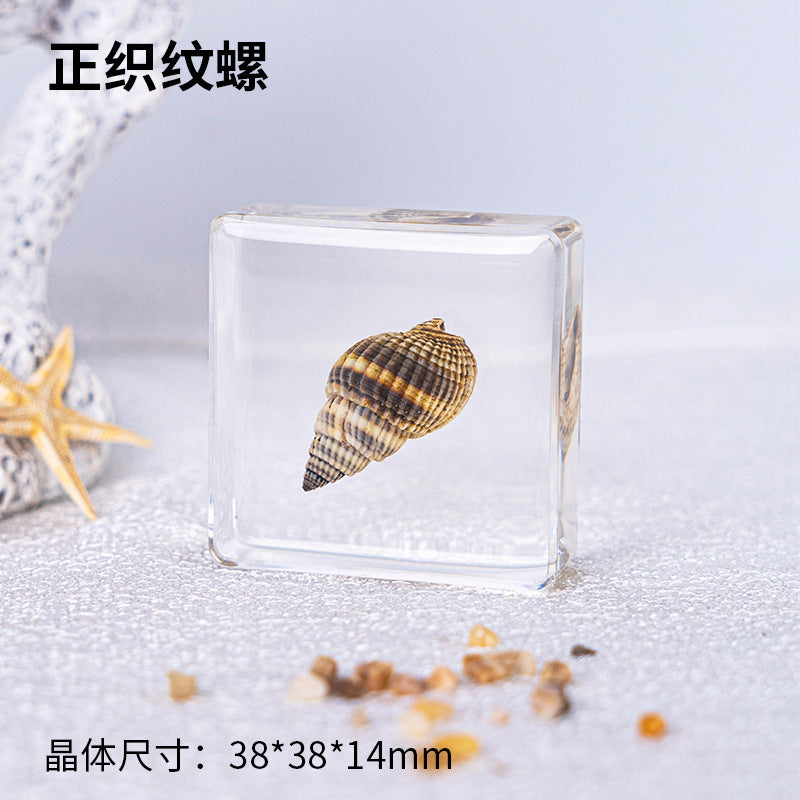 Wholesale Ocean Starfish Crab Shell Specimen Resin Ornaments