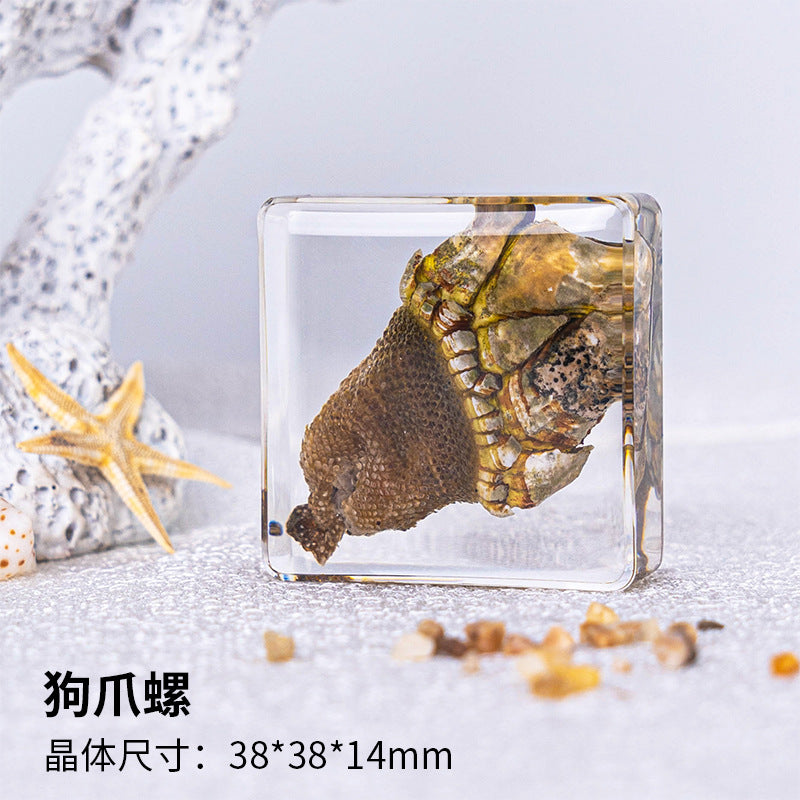 Wholesale Ocean Starfish Crab Shell Specimen Resin Ornaments