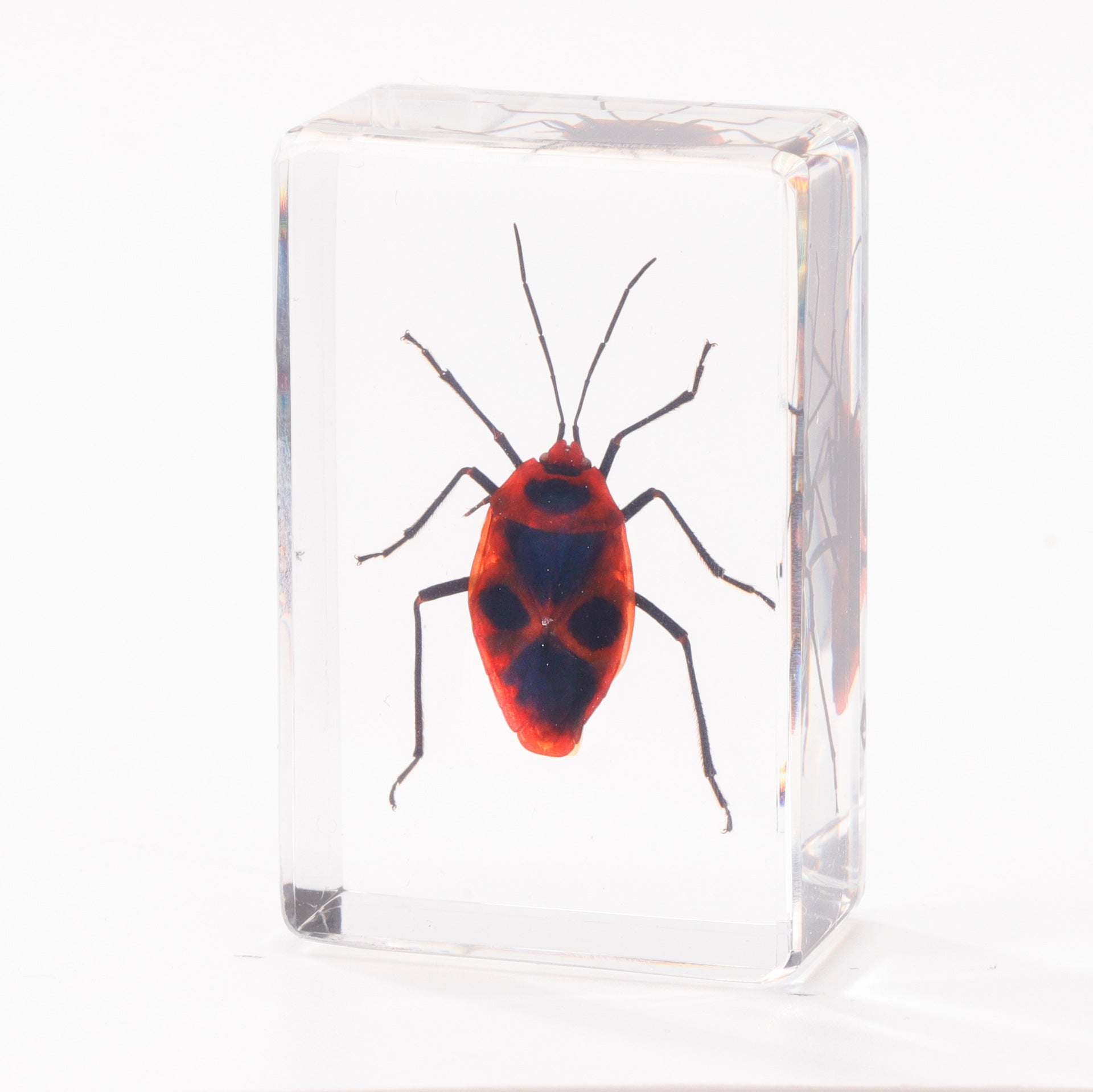 Wholesale Crystal Glue Real Insect Specimen Ornaments