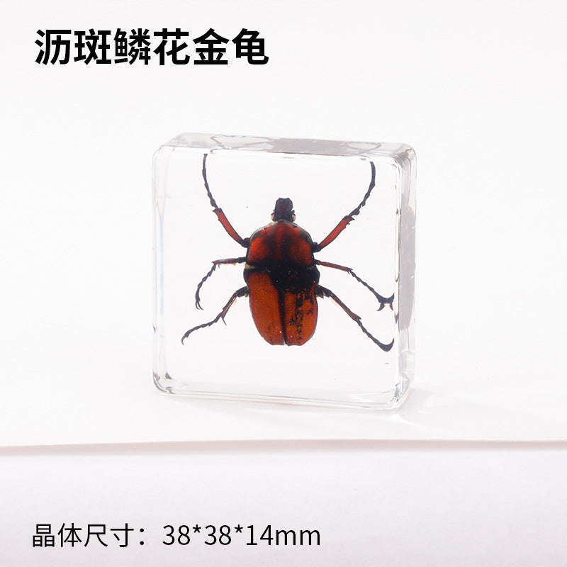 Wholesale Real Insect Specimen Resin Crafts Small Ornaments