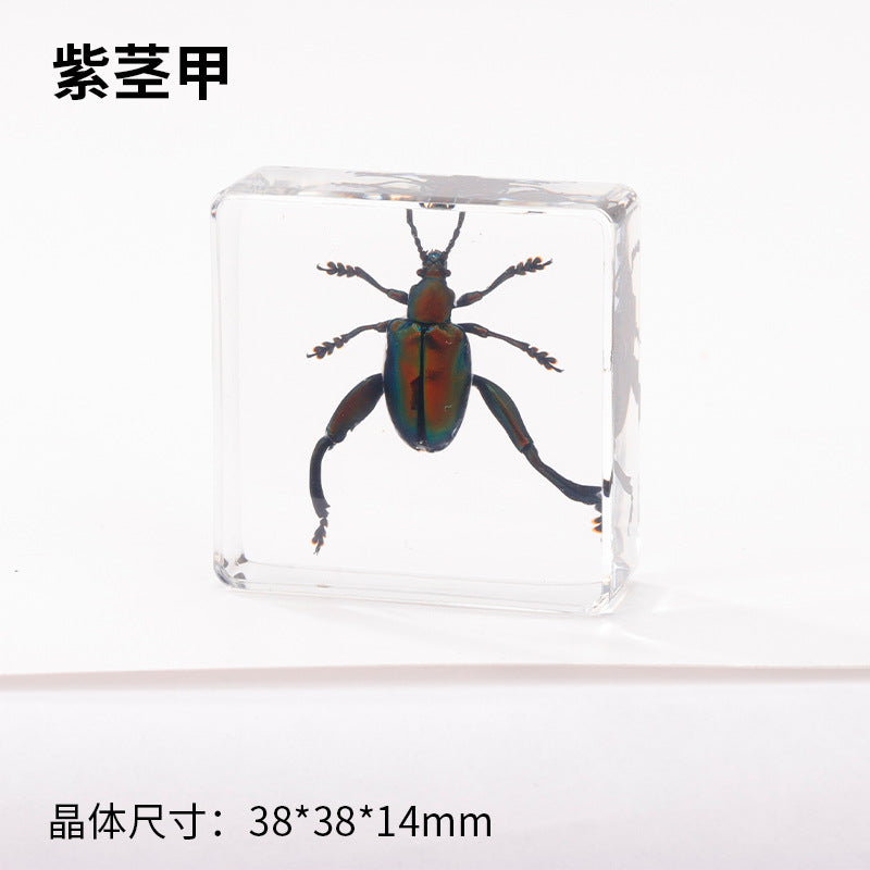 Wholesale Real Insect Specimen Resin Crafts Small Ornaments