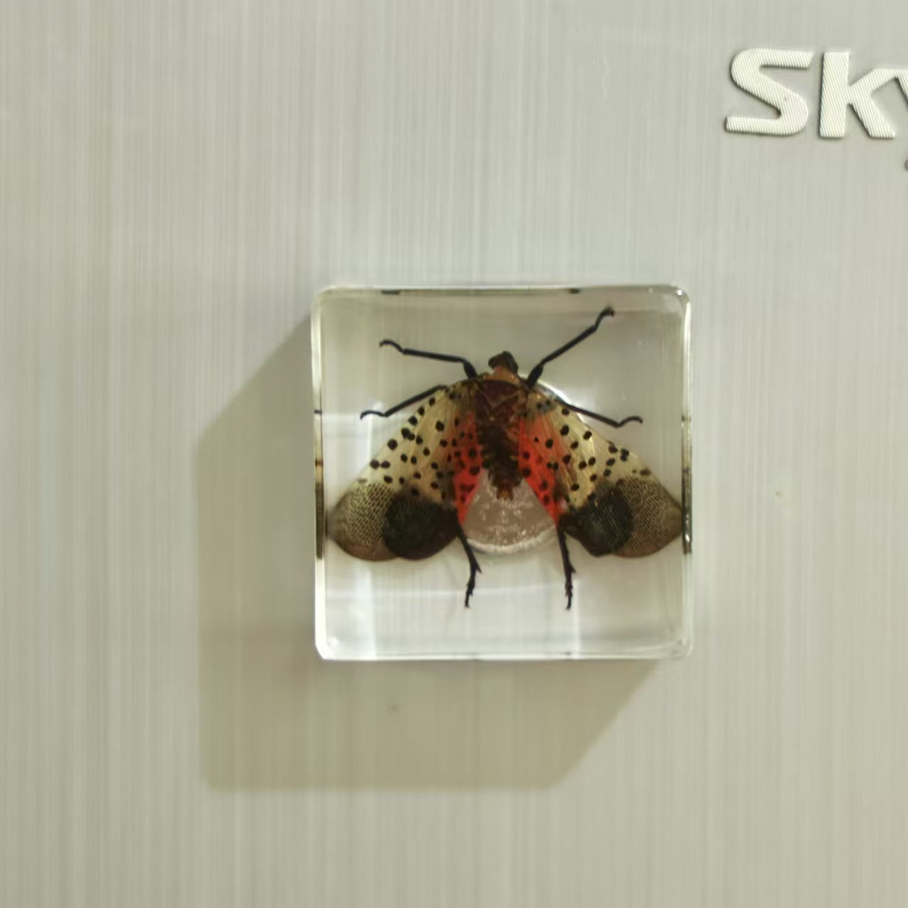 Wholesale Insect Fridge Magnet Cute 3D Magnetic Fridge Magnet