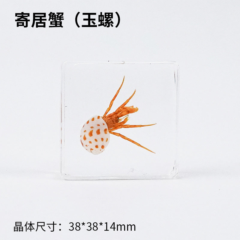 Wholesale Ocean Starfish Crab Shell Specimen Resin Ornaments
