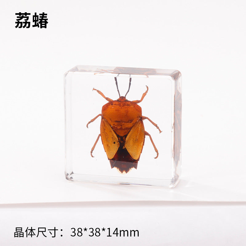 Wholesale Real Insect Specimen Resin Crafts Small Ornaments