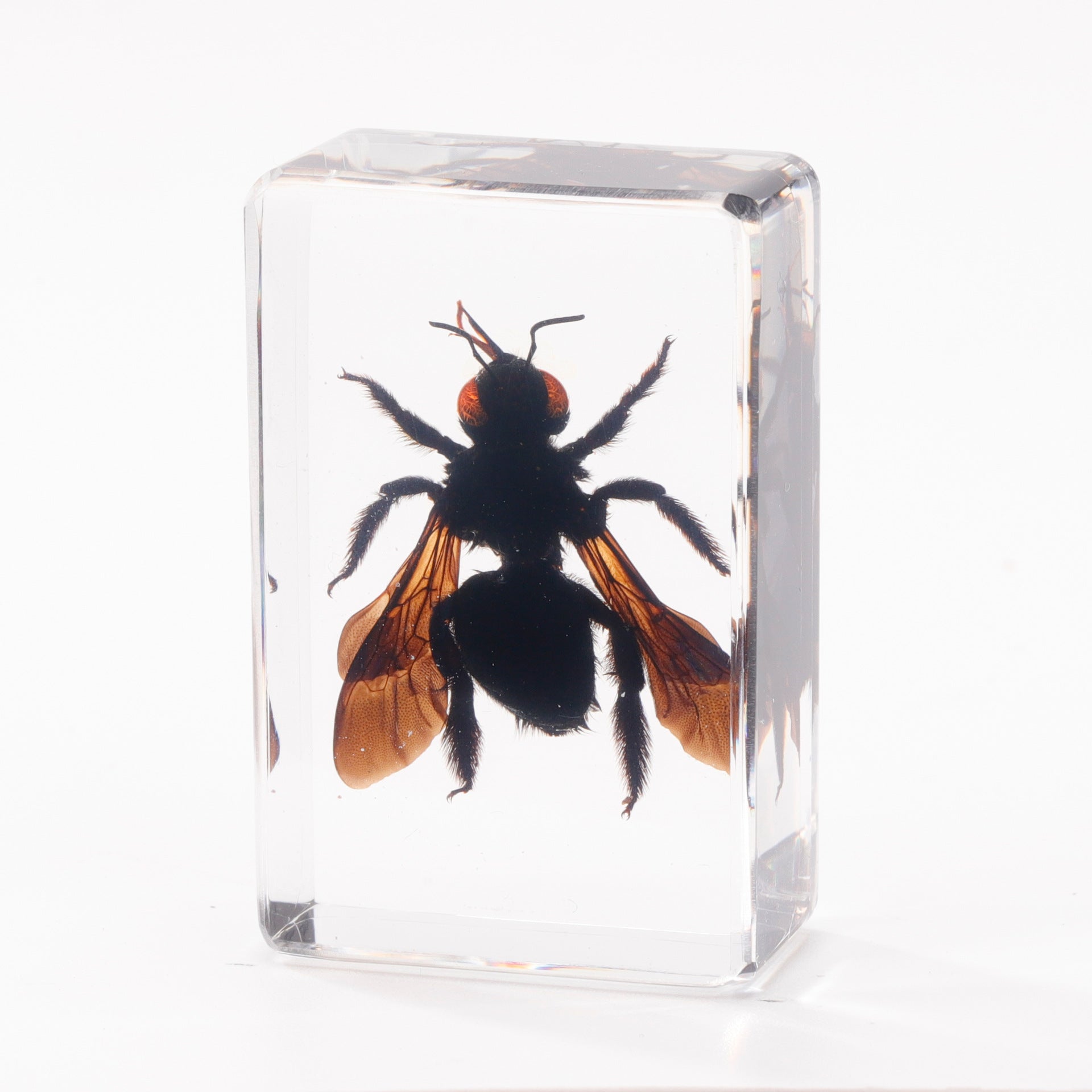 Wholesale Crystal Glue Real Insect Specimen Ornaments
