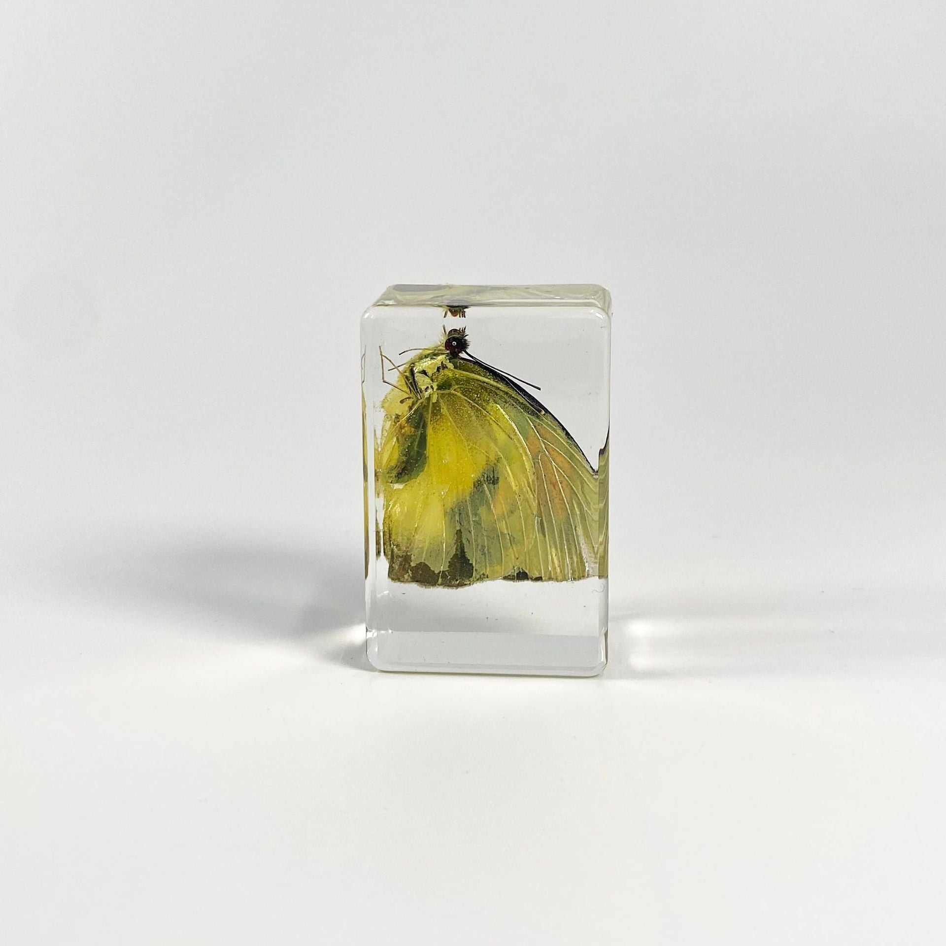 Wholesale 6pcs Handmade Resin Amber Butterfly Specimen