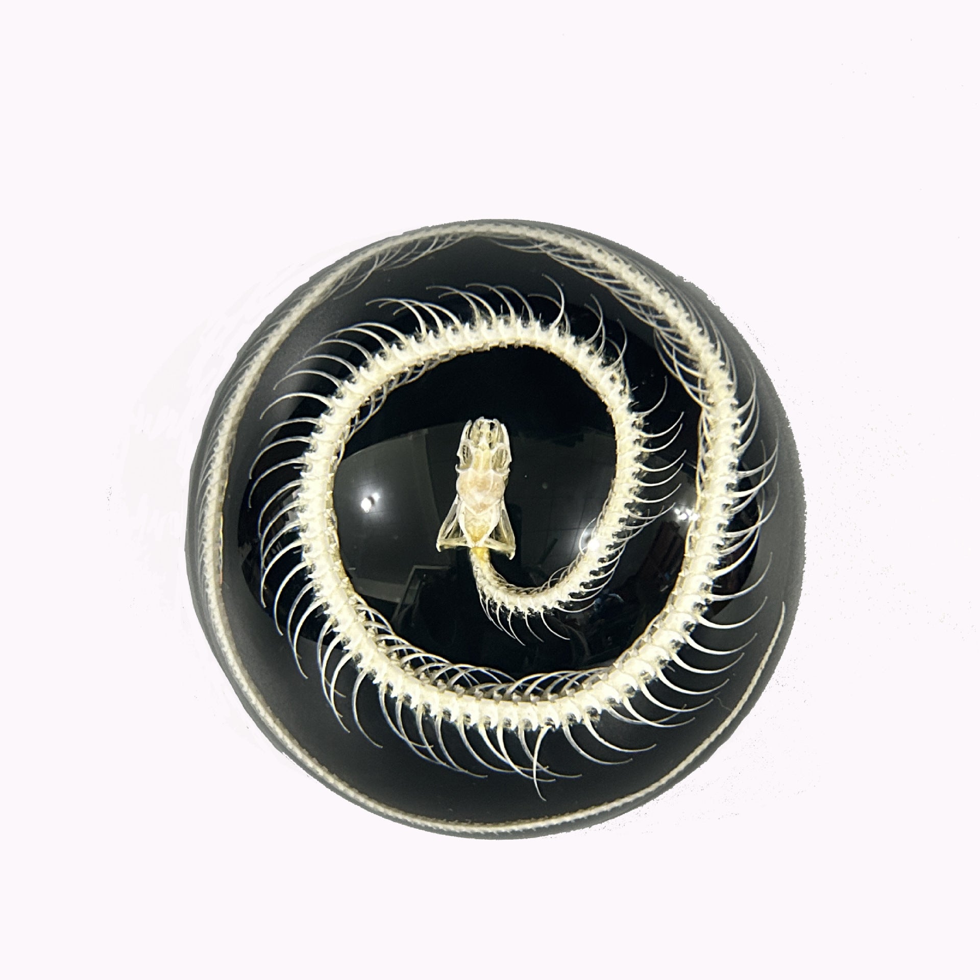 Wholesale Real Semicircular Snake Skeleton Specimen Resin Transparent Ornaments