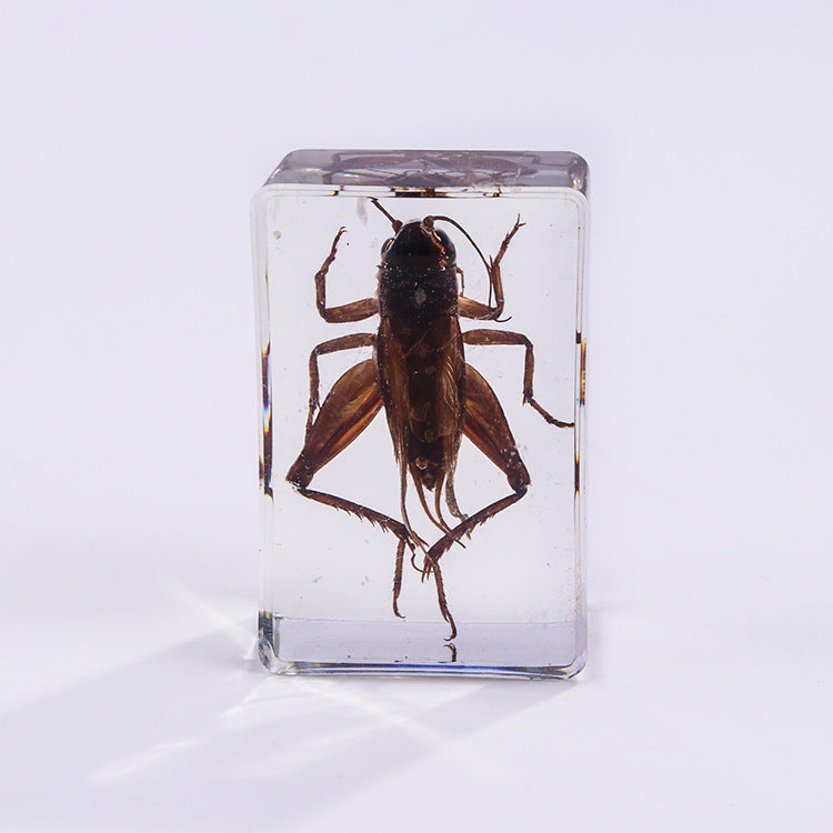 Wholesale 6pcs Handmade Glue Resin Insect Transparent Specimen Ornaments