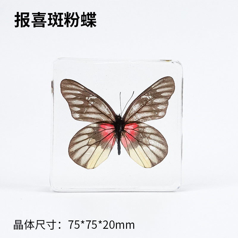 Wholesale Epoxy Butterfly Spreading Wings Resin Specimen