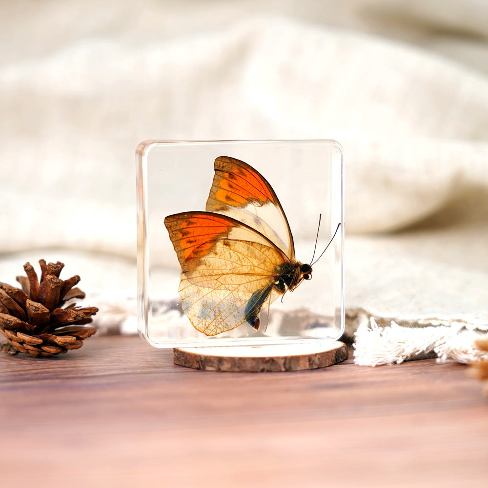 Wholesale Epoxy Butterfly Spreading Wings Resin Specimen