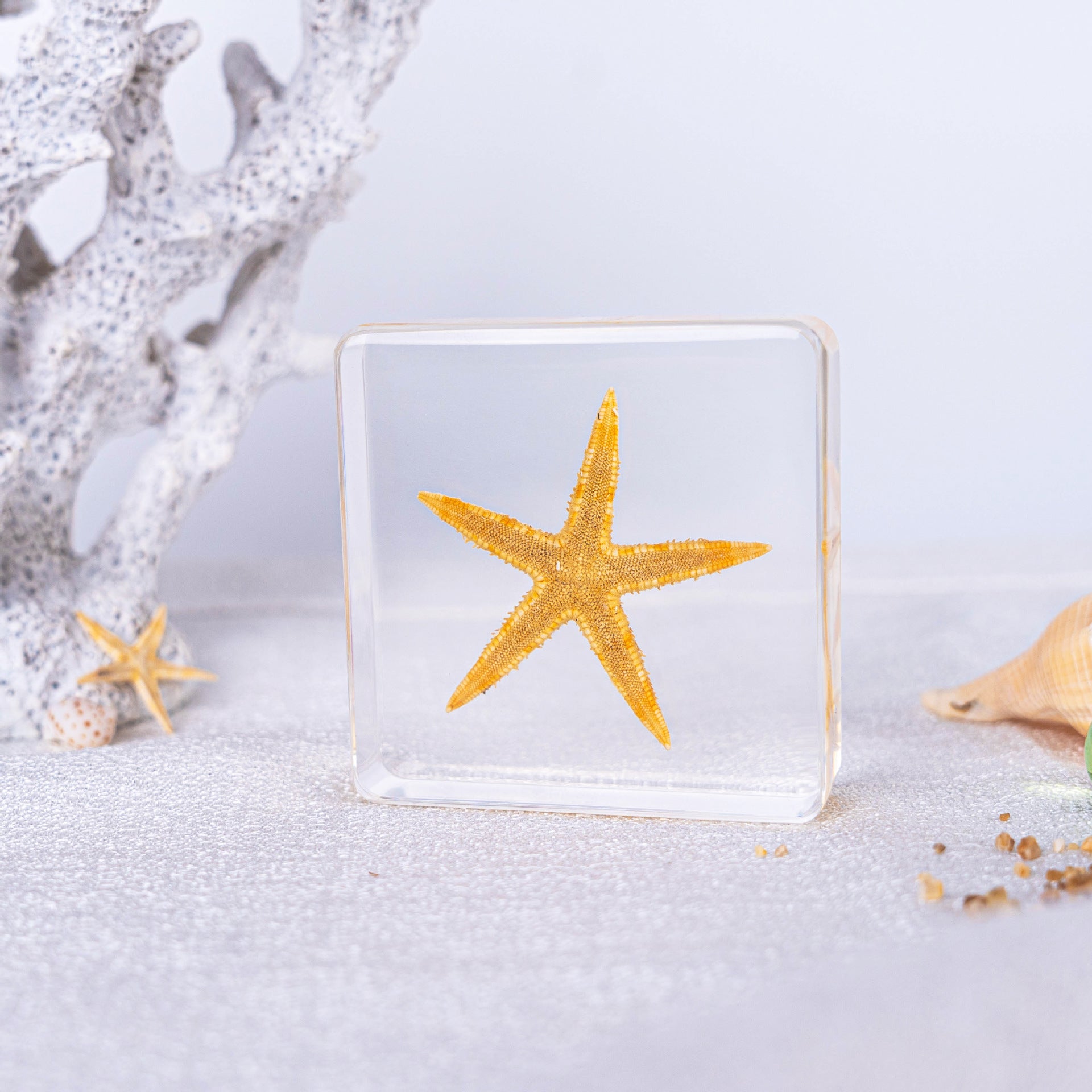 Wholesale Ocean Transparent Drop Glue Real Octopus Shell Specimen Ornaments