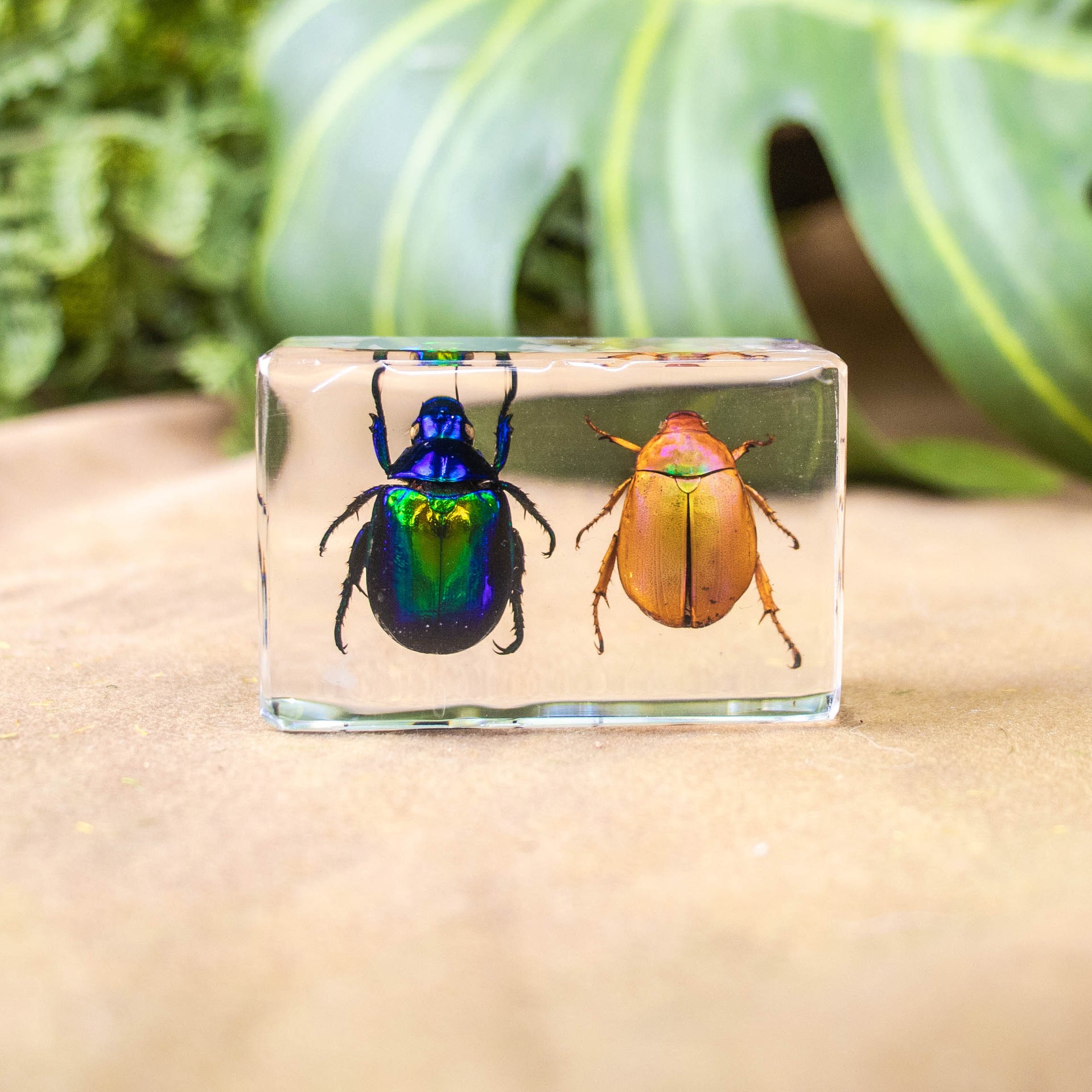 Wholesale Crystal Glue Real Insect Specimen Ornaments