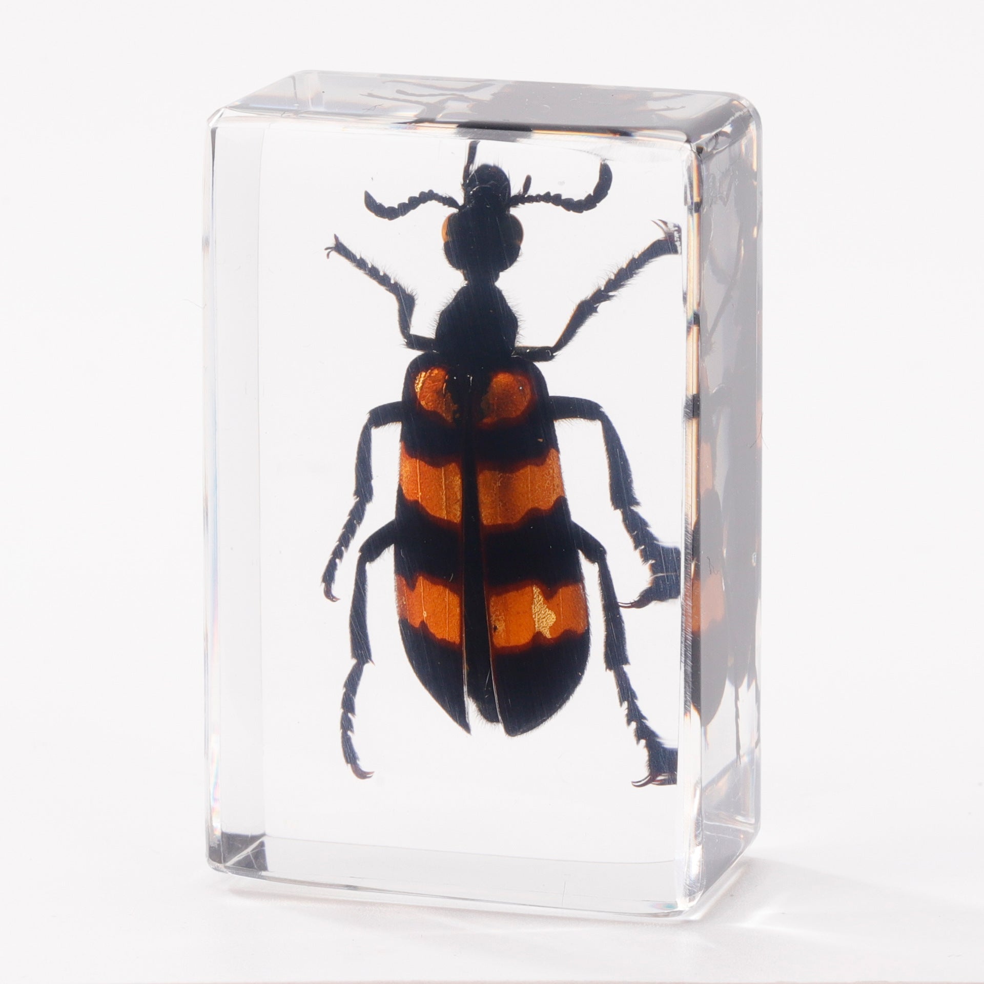 Wholesale Crystal Glue Real Insect Specimen Ornaments